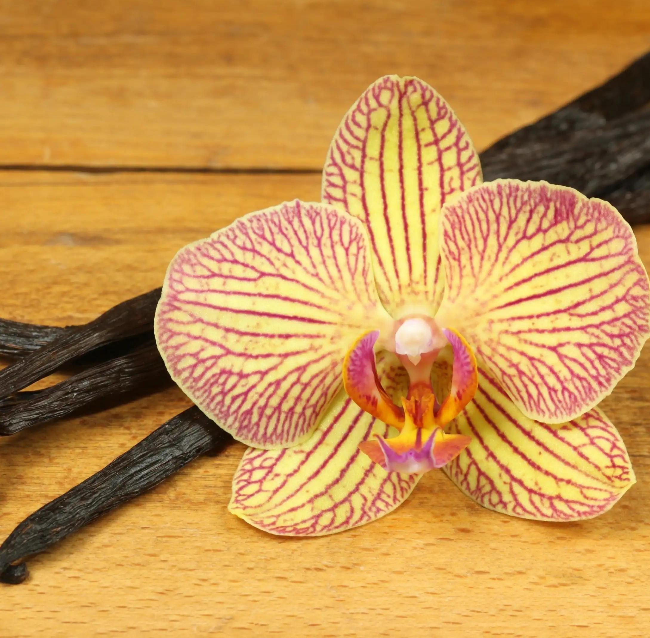 orchidee vanille 1