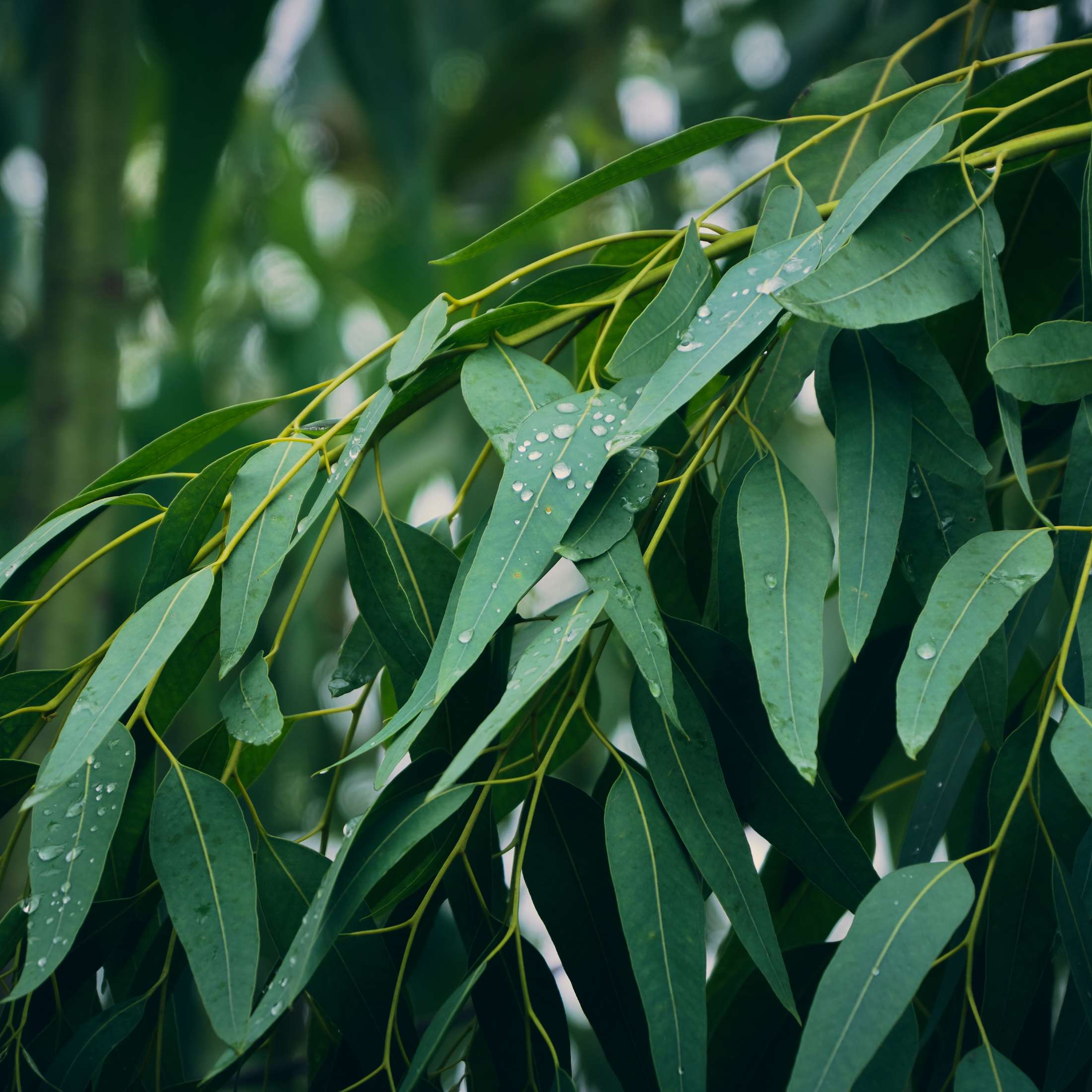 eucalyptus