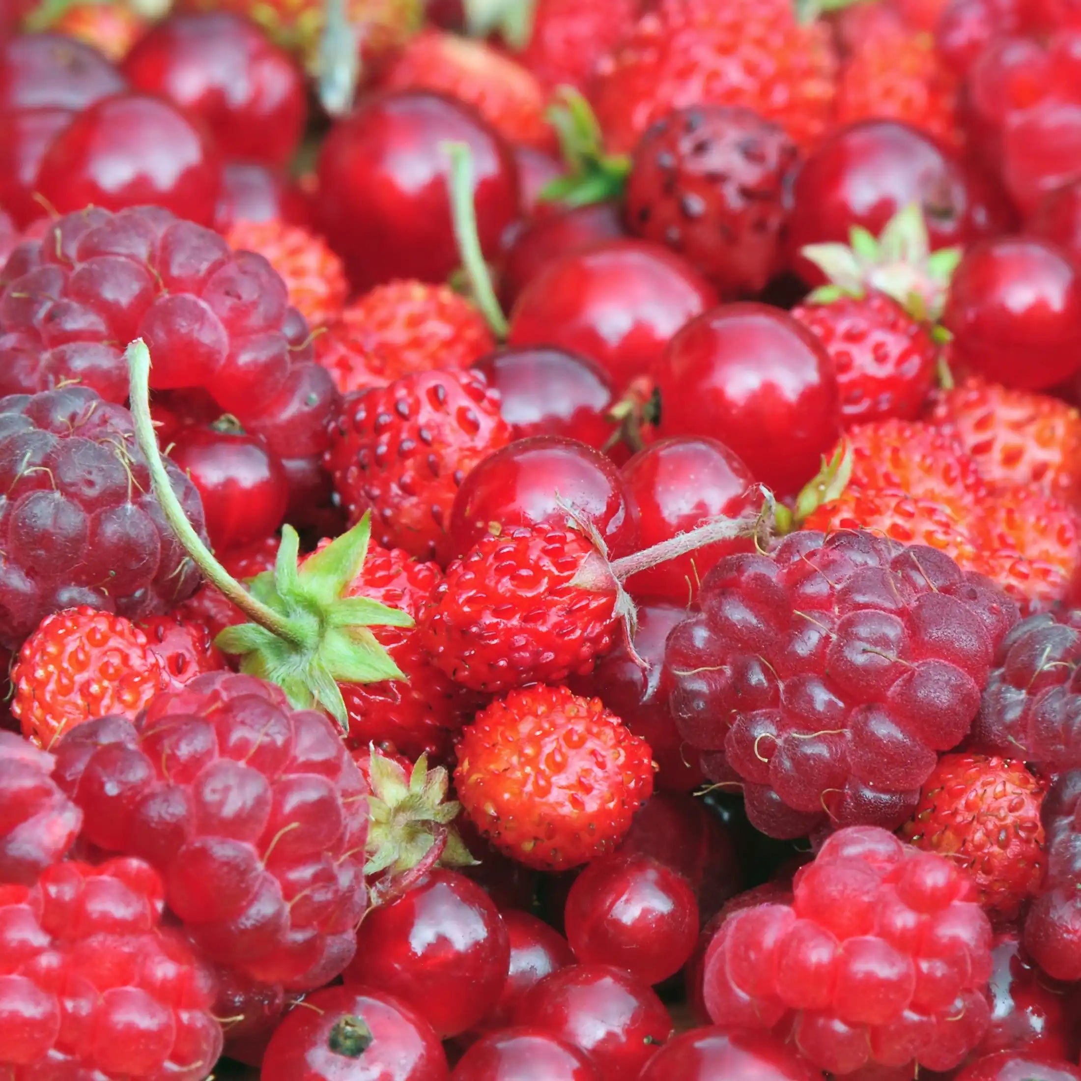 fruit rouge